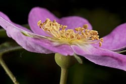 rosa bridgesii thumbnail graphic